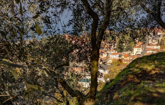 Raccolta Olive Frantoio di Biosio